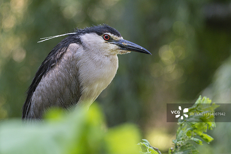 栖息在植物上的苍鹭特写，捷克共和国图片素材