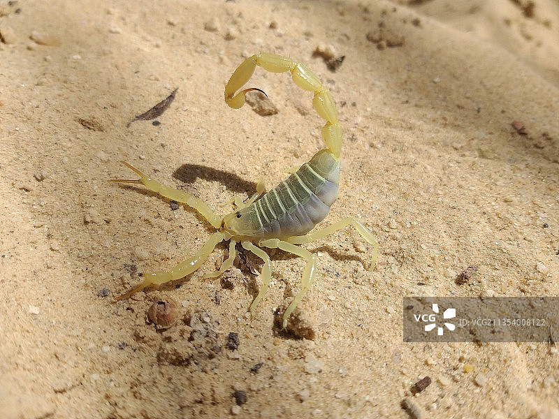 沙地上昆虫的俯视视角图片素材