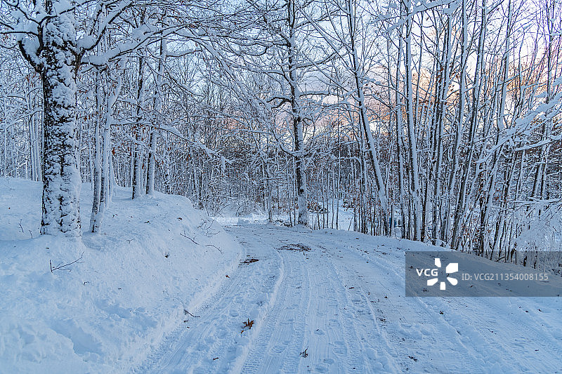 加拿安大略省北部弗龙特纳克雪原树木图片素材
