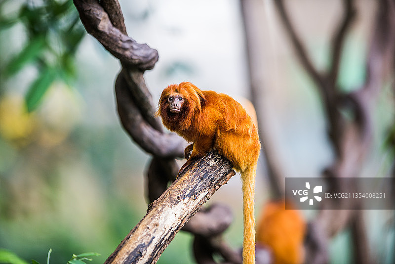 树枝上的松鼠特写图片素材