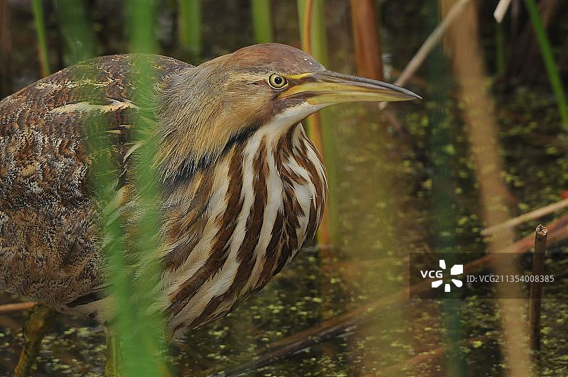 栖息在田野上的苍鹭特写，美国北园乡村自然中心图片素材