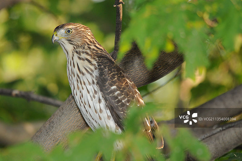 美国蒙特罗斯角猛禽特写图片素材