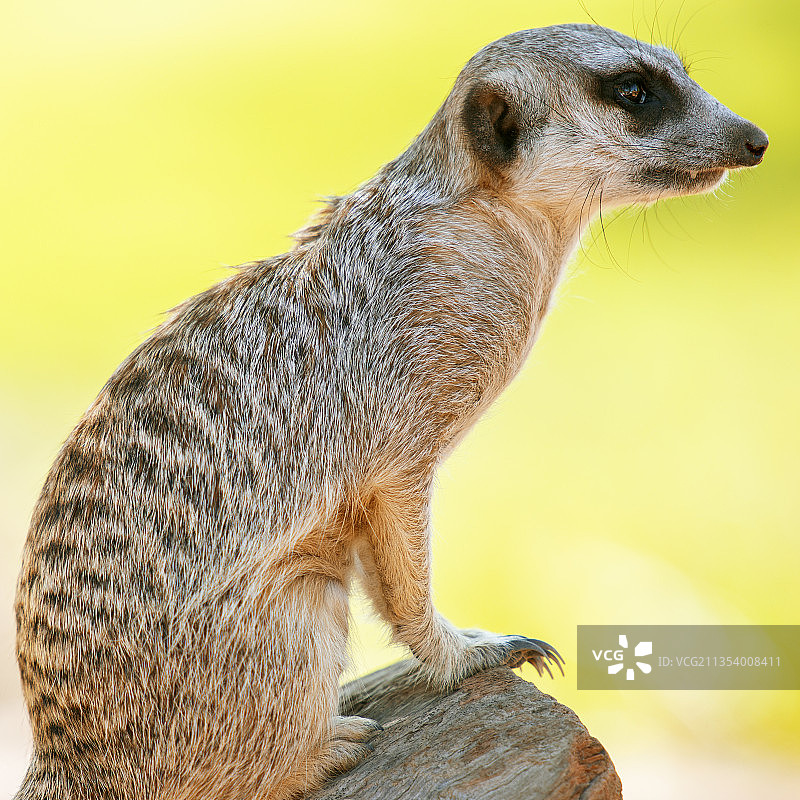 向远处看的猫鼬特写图片素材