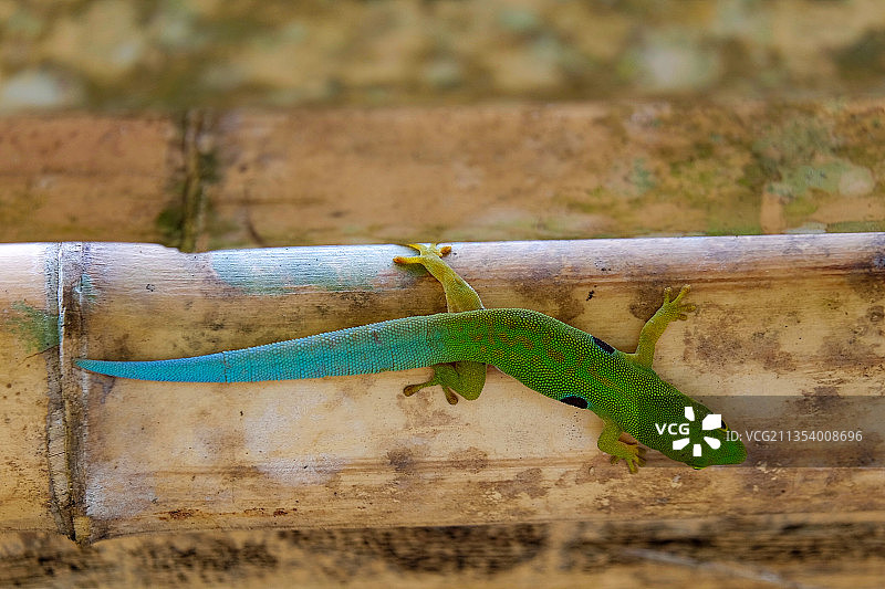 马达加斯加木头上的壁虎特写图片素材
