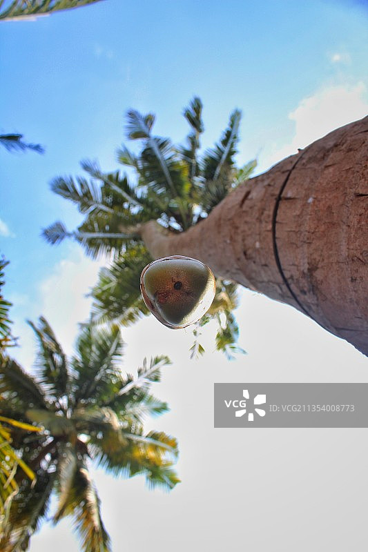 仰视天空背景下的椰子树图片素材
