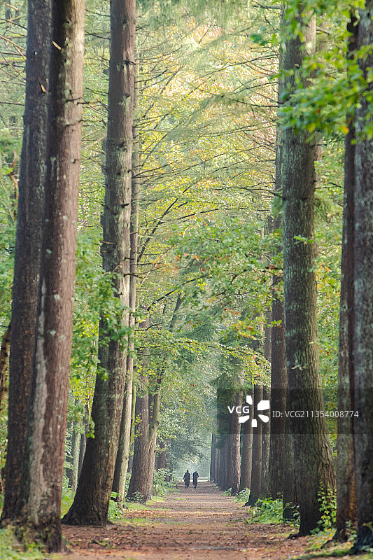 荷兰宰斯特：男子在森林中的小路上行走图片素材