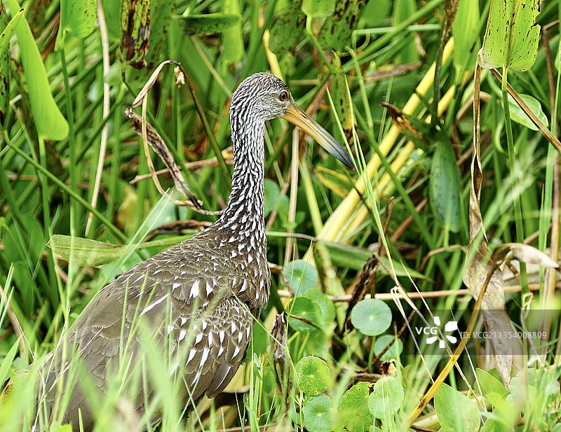 特写：栖息在草地上的水鸟图片素材