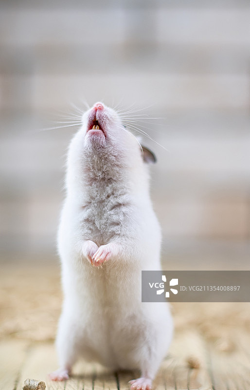 猫看向别处的特写图片素材