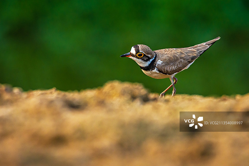鸻科鸟栖息在田野上的特写，特里普拉邦，印度图片素材