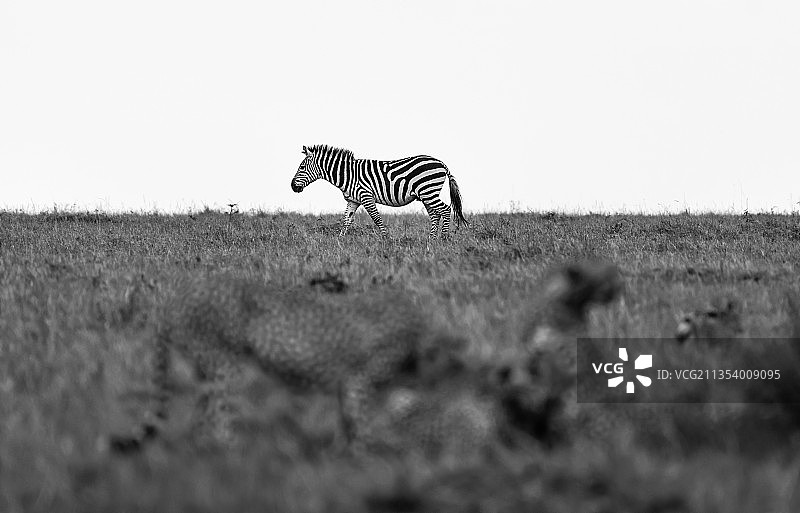 站在草地上的原野斑马的侧视图，马赛马拉国家保护区，肯尼亚图片素材