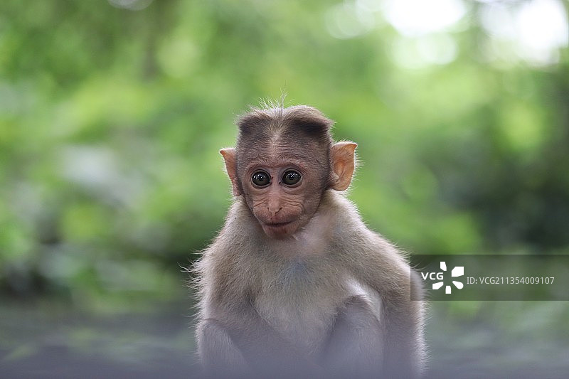 猴子在人行道上的特写图片素材