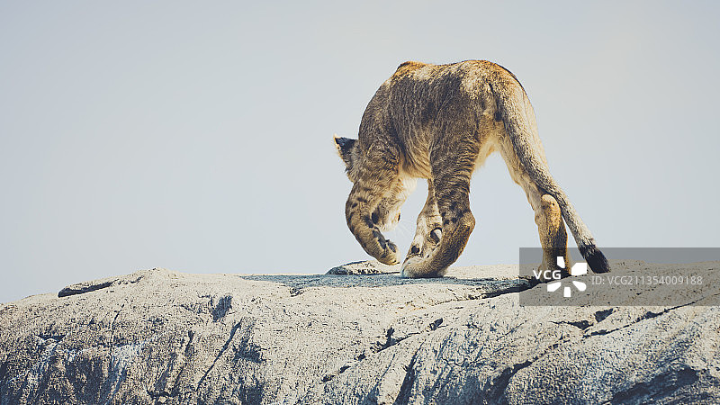 荷兰埃门：岩石上的猫图片素材