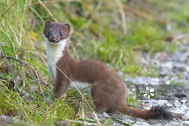 猫鼬的特写图片素材
