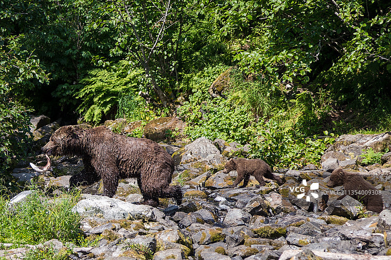 棕色灰熊站在阿拉斯加希利森林中的侧视图，美国图片素材
