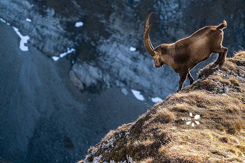 有角野山羊站在岩石上的侧视图图片素材