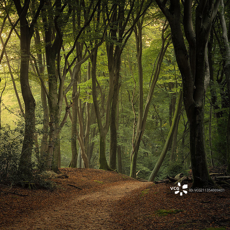 荷兰加尔德伦森林树木图片素材