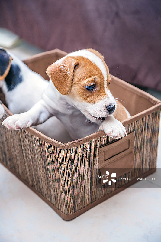 篮子里的幼犬特写图片素材