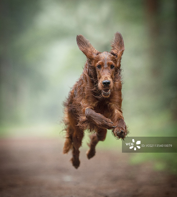 在田野上奔跑的爱尔兰雪达犬肖像图片素材