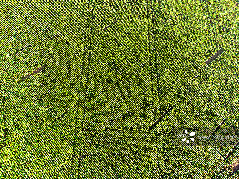 乌克兰绿色墙壁全画幅镜头图片素材