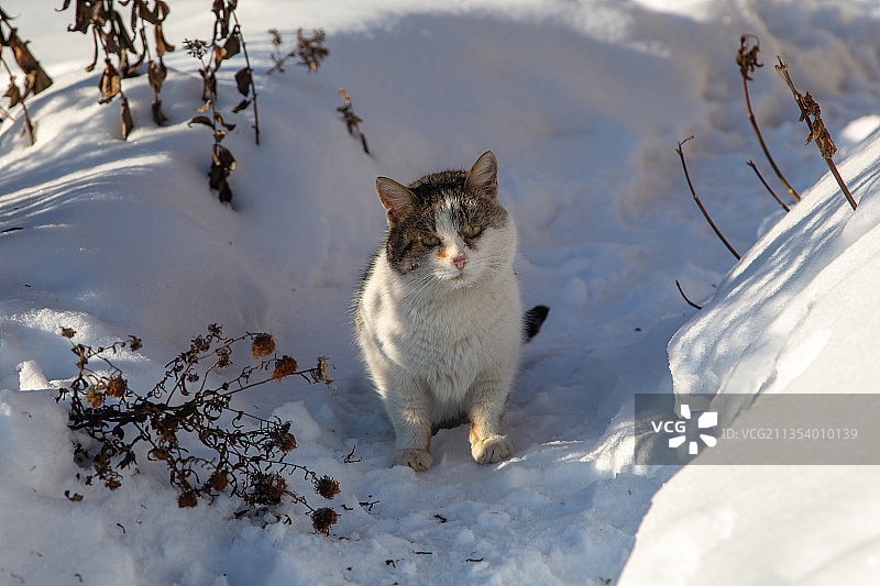 雪地上的猫高角度视图图片素材