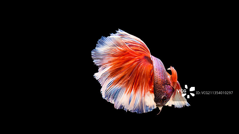 黑色背景下的斗鱼特写，泰国曼谷图片素材