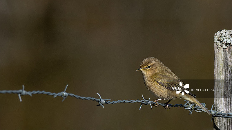 莺栖息在带刺铁丝网上的特写图片素材