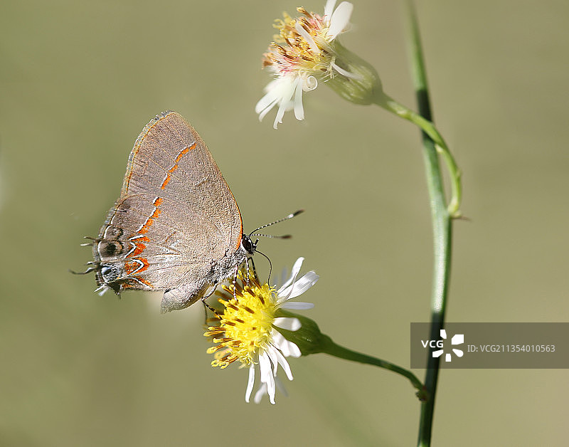 蝴蝶在花上授粉的特写镜头图片素材