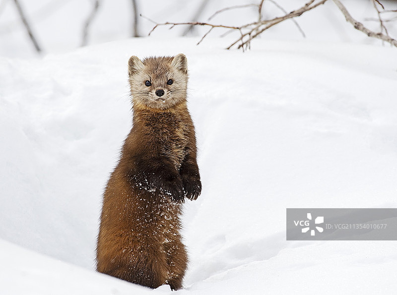 雪地里松鼠的特写，加拿大安大略省尼皮辛图片素材