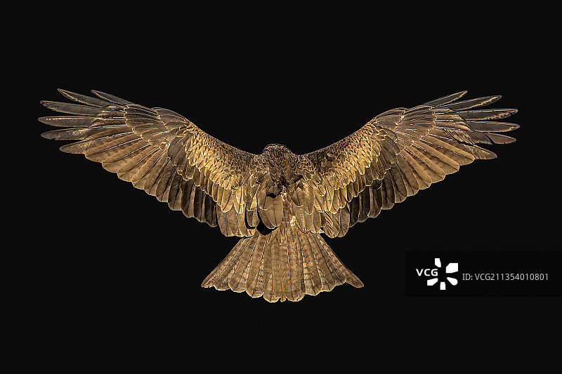 雄鹰飞翔于黑色背景前的特写，印度图片素材