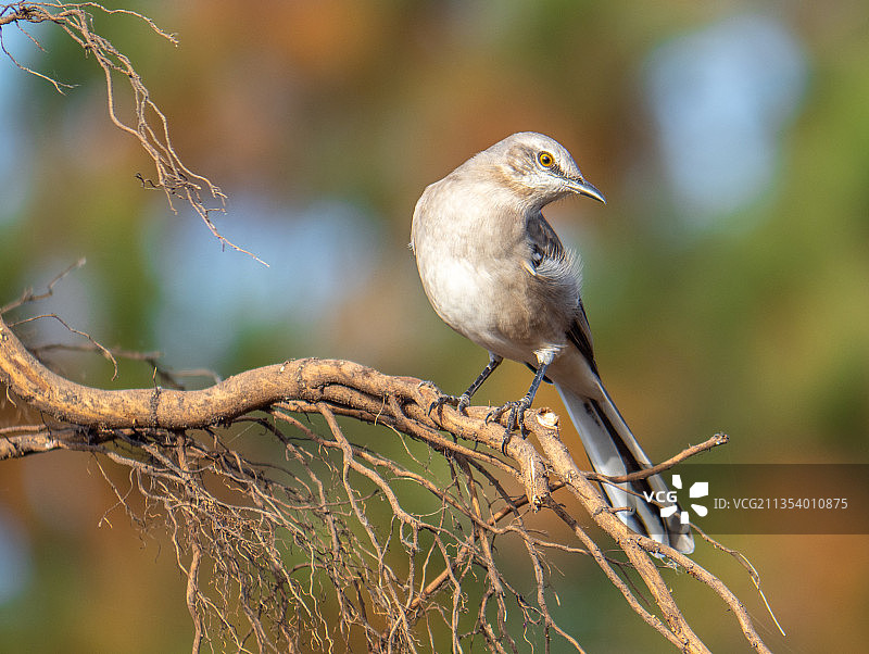 特写：歌嘲鸫栖息在树枝上图片素材