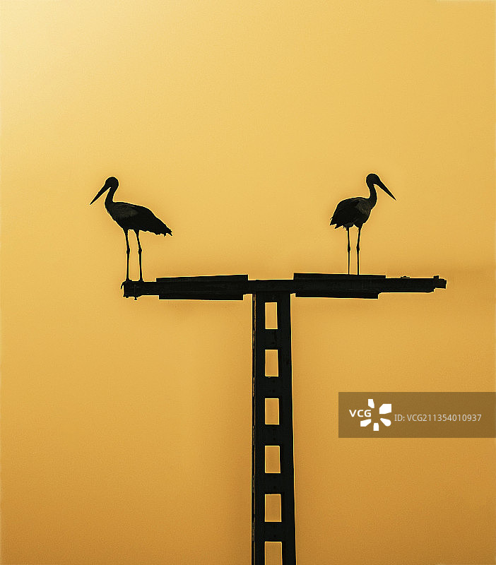 日落时分栖息在金属上的鸟，阿尔及利亚米拉图片素材