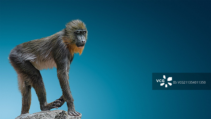 仰视角度拍摄的站在岩石上的狒狒，背景是晴朗的蓝天图片素材