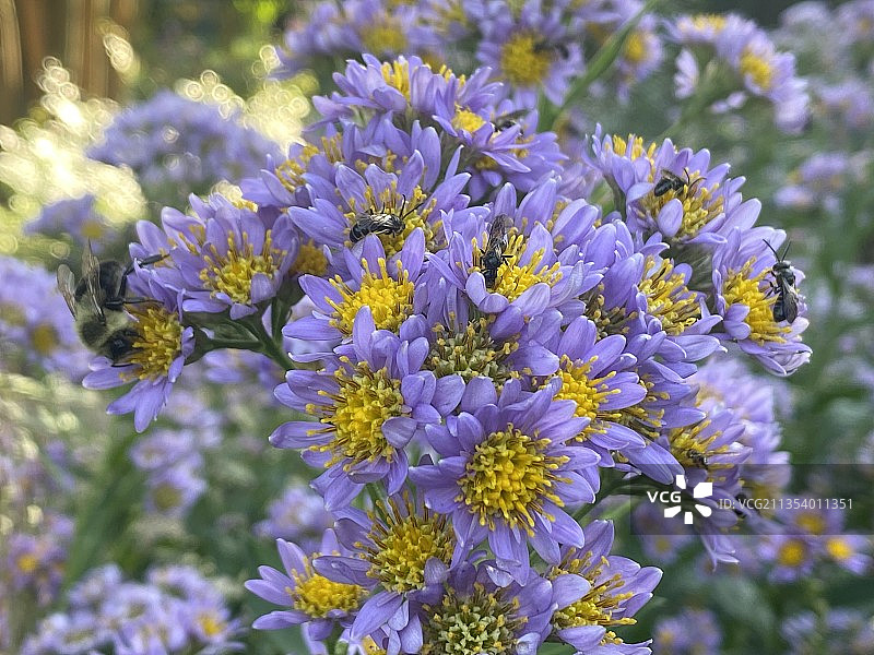 紫色开花植物的特写图片素材