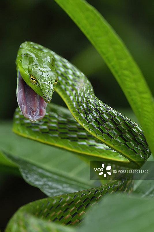 植物上的藤蛇特写图片素材