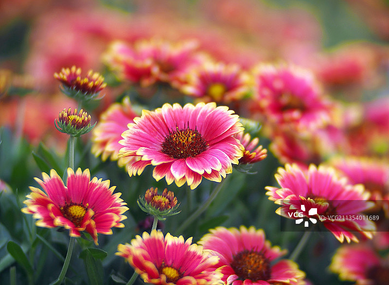 英国温彻斯特的粉色植物特写图片素材