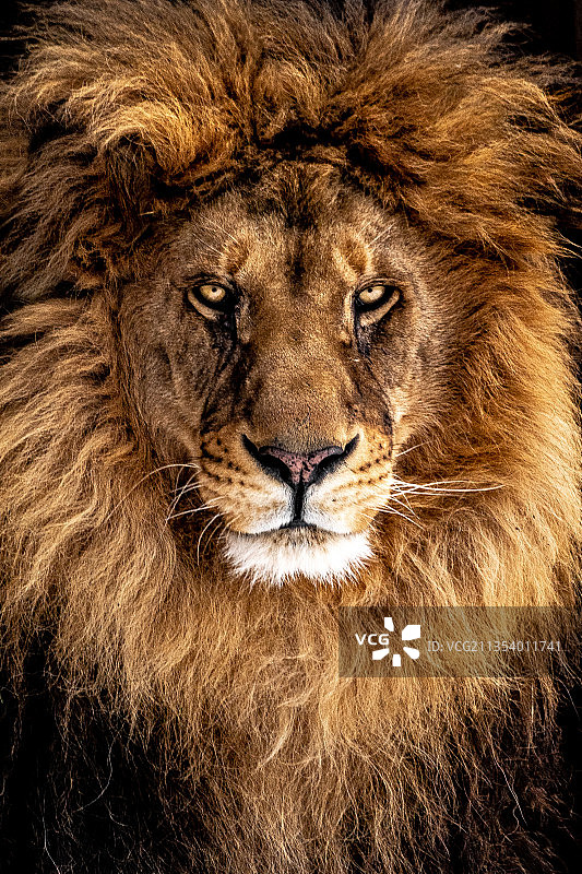 狮子肖像图片素材