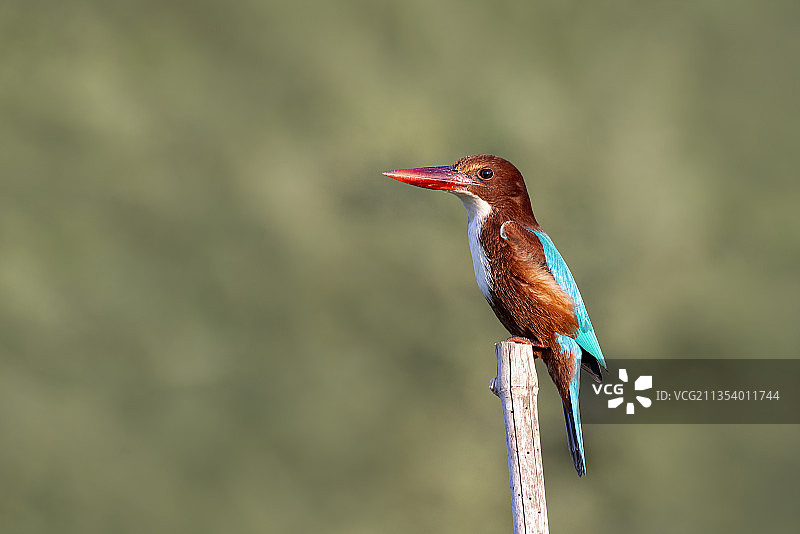 翠鸟栖息在树枝上的特写图片素材