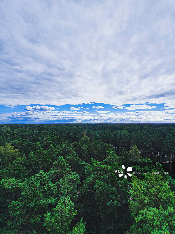 拉脱维亚森林景观图片素材
