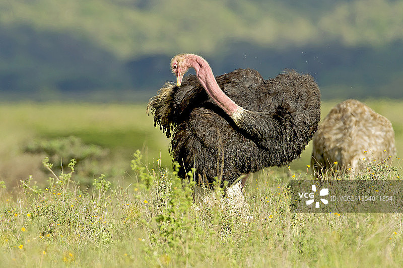 内罗毕肯尼亚，鸵鸟栖息在田野上的特写图片素材