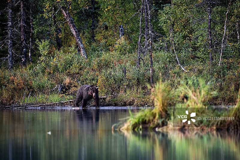 美国阿拉斯加半岛森林湖泊风景图片素材