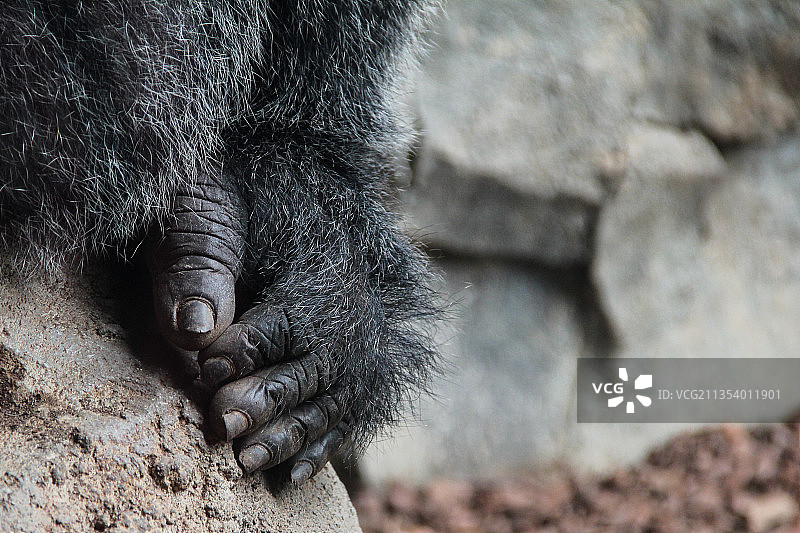 大象的手部特写图片素材