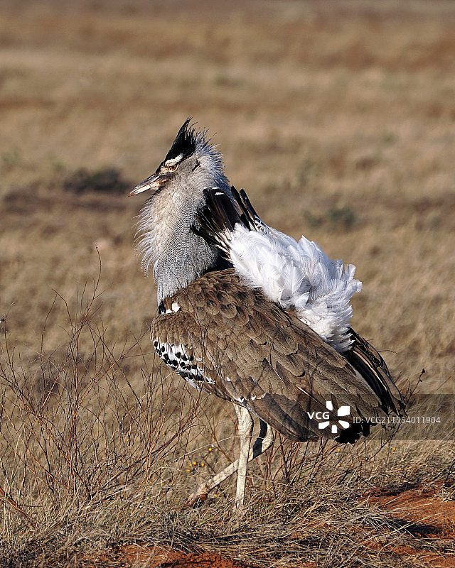 科里鸨栖息在田野上的特写图片素材