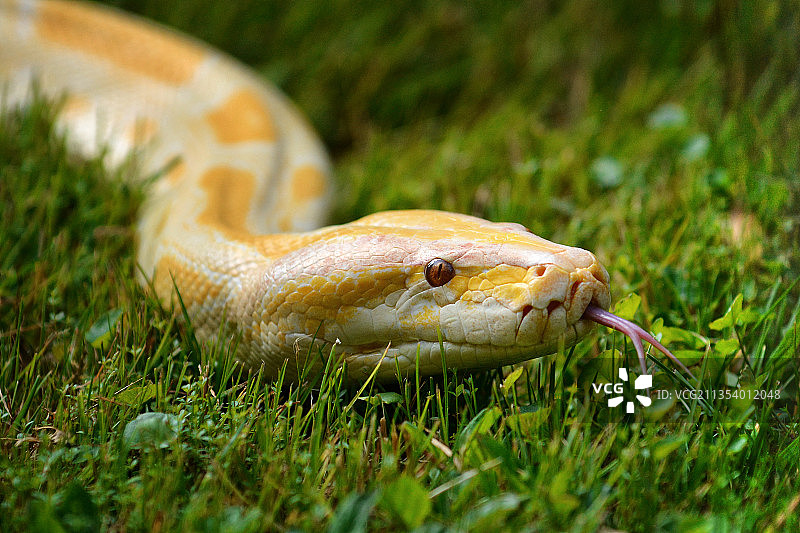 蟒蛇在田野上的特写图片素材