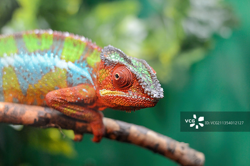 植物上的变色龙特写图片素材