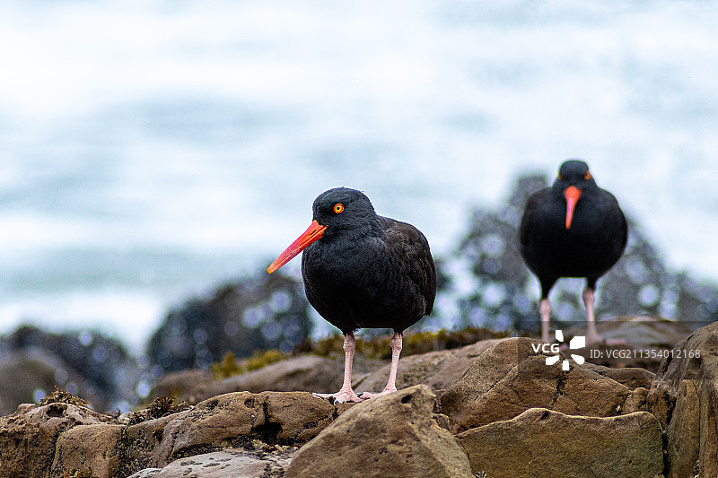 栖息在岩石上的鸟类特写，佩斯卡德罗，加利福尼亚州，美国图片素材