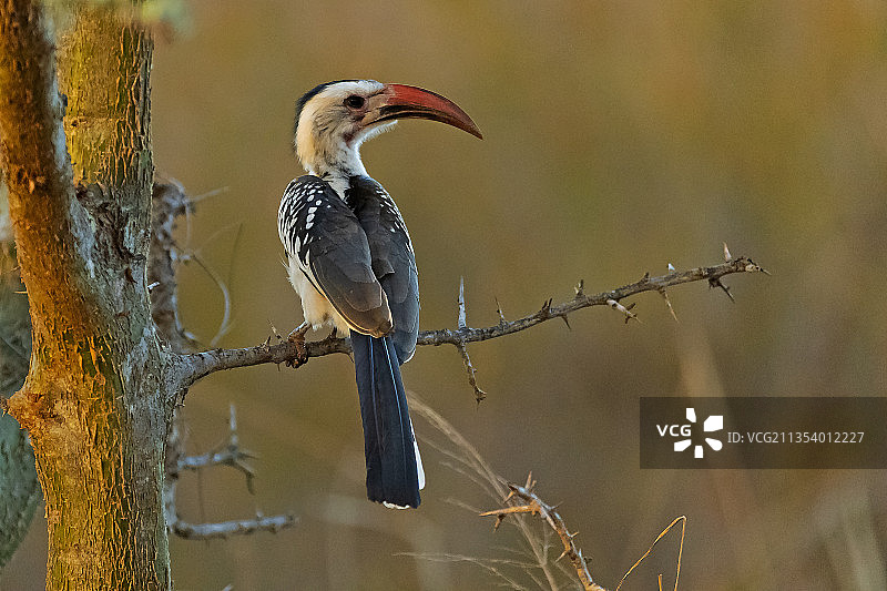 犀鸟栖息在树枝上的特写，察沃西国家公园，肯尼亚图片素材