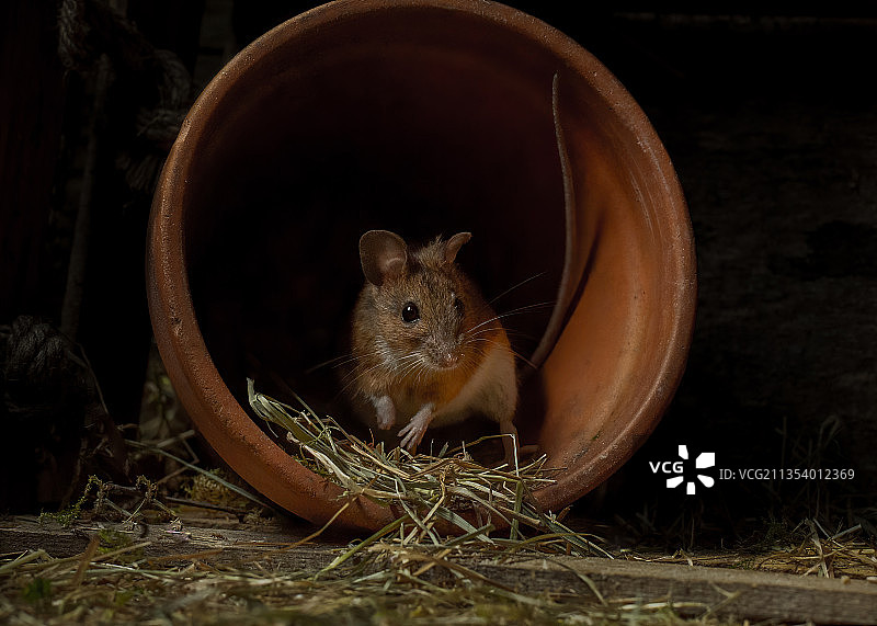 英国法灵顿斯坦福村的老鼠特写图片素材