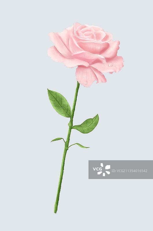 水彩花图片素材