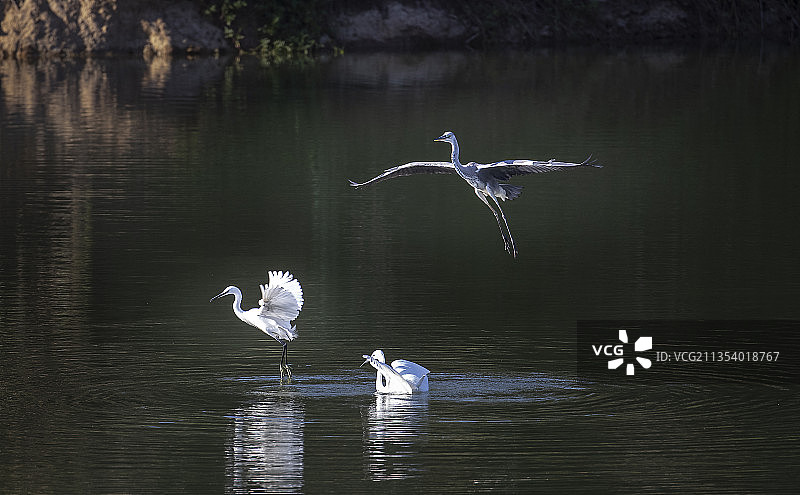 灰鹤与白鹭图片素材