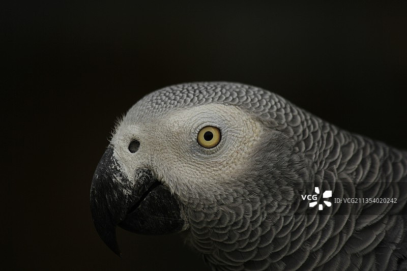 美丽的非洲灰鹦鹉图片素材